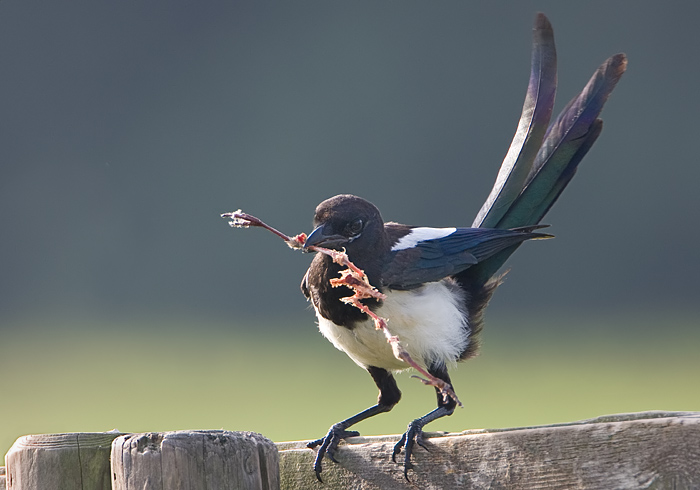 ekster met de restjes.jpg